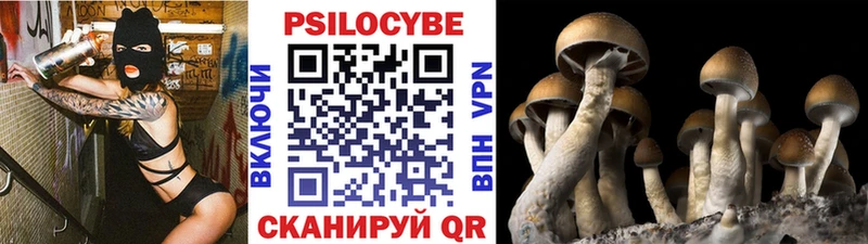 сколько стоит  Ковров  Псилоцибиновые грибы мицелий 